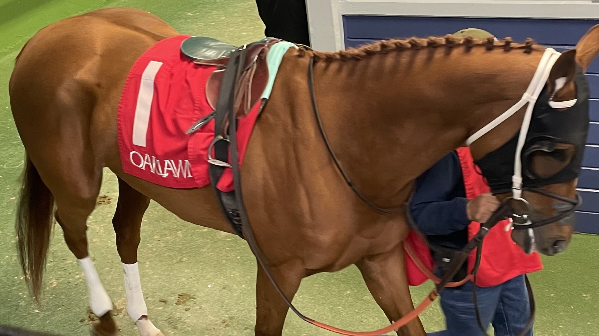 Race horse at Oaklawn racetrack in Hots Spprings Arkansas